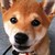 :iconjivehonkey: