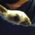 :iconjixth56: