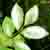 :iconjizzedinmyplantsplz: