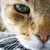 :iconjlkitties: