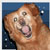 :iconjlksage: