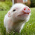 :iconjlschofer: