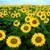 :iconjmaysunflower: