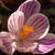 :iconjo-ray: