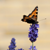 :iconjoac1408: