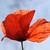 :iconjoanneleafs: