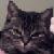 :iconjodie-the-cat: