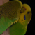 :iconJoebird: