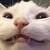 :iconjoeblu: