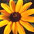 :iconjoeking5859: