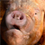 :iconjoelasticot: