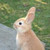 :iconjoemetow32:
