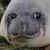 :iconjoeshirley: