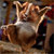 :iconjoey2kx: