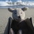 :iconjoeythebat:
