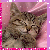 :iconjohn-fan: