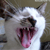 :iconjohnmelo: