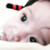:iconjohnprestoassai: