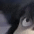 :iconjojo-mcdodd: