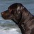 JojoLala :iconjojolala: