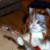 :iconjoke-king: