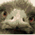 :iconjoliver: