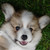JollyCorgi :iconjollycorgi: