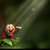 :iconjolycoccinel: