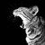 :iconjonellphoto: