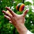 :iconjongleur-gerard: