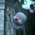 :iconjooleliew: