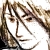 :iconJopin: