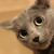 :iconjorshika: