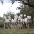 :iconjosehudnut: