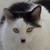 :iconjosh1089: