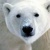 :iconjoshasdf: