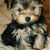 :iconjosie273:
