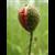 :iconjoska9: