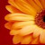 :iconjostein219: