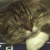:iconjourneybot: