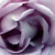 :iconjovialcompanion: