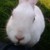 :iconjox14x32: