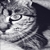 :iconjoxicingilingi: