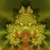 :iconjoy-luna: