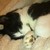 :iconjoy-vampire: