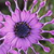 :iconjoye-of-temptation: