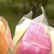 :iconjoyeuxbonbon: