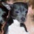 joyfulmusic :iconjoyfulmusic: