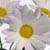 :iconjoyousdaisies: