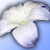 :iconjp1021: